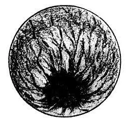 Plancton observé au microscope